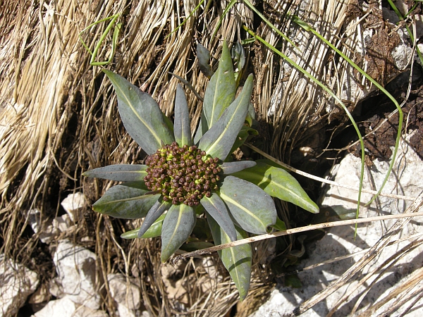 Isatis apennina (=Isatis allionii) / Glasto di Allioni